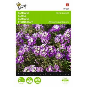 Buzzy® Alyssum Royal Carpet - afbeelding 1