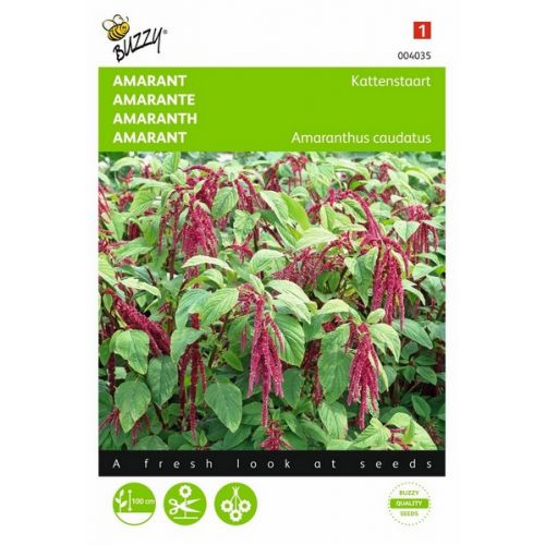 Buzzy® Amaranthus, Kattenstaart rood - afbeelding 1