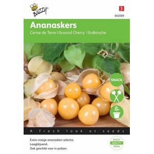 Buzzy® Ananaskers Physalis pruinosa - afbeelding 2