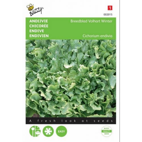 Buzzy® Andijvie Breedblad Volhart Winter - afbeelding 1