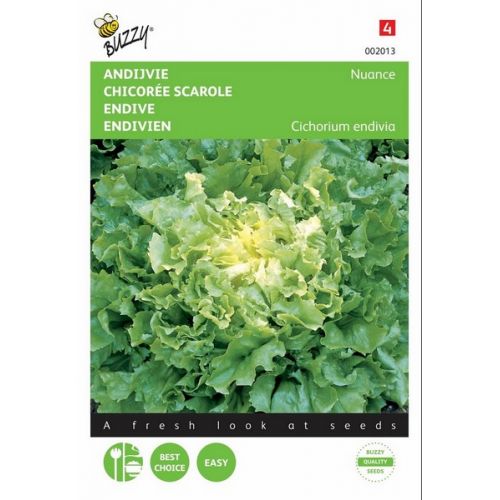 Buzzy® Andijvie Nuance - afbeelding 1