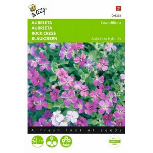 Buzzy® Aubrieta Grandiflora gemengd - afbeelding 1