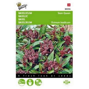 Buzzy® Basilicum Siam Queen - afbeelding 1