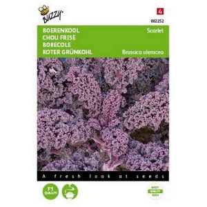 Buzzy® Boerenkool Scarlet Paars - afbeelding 1
