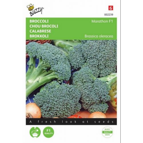 Buzzy® Broccoli Marathon F1 - afbeelding 1