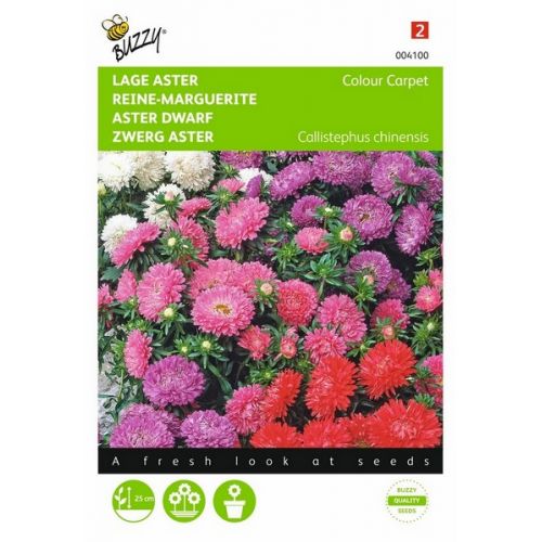 Buzzy® Callistephus, Lage Aster Colour Carpet - afbeelding 1