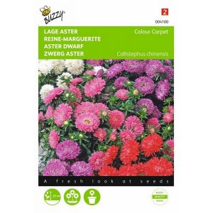 Buzzy® Callistephus, Lage Aster Colour Carpet - afbeelding 1