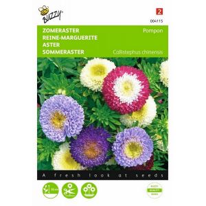 Buzzy® Callistephus, Zomeraster Pompon gemengd - afbeelding 1