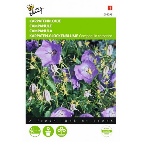 Buzzy® Campanula, Karpatenklokje Blauw - afbeelding 1