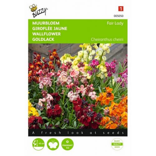 Buzzy® Cheiranthus , Muurbloem Fair Lady gemengd - afbeelding 1