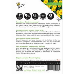 Buzzy® Chrysanthemum, Ganzebloem gele tinten gemengd - afbeelding 2