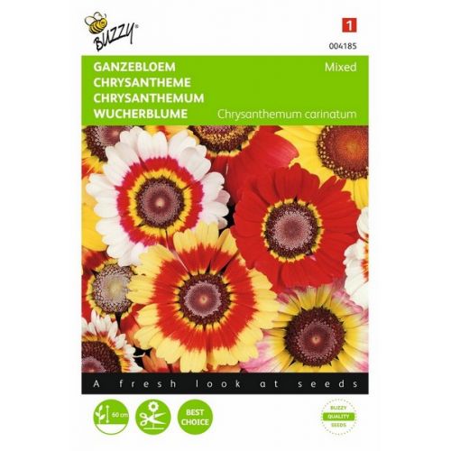 Buzzy® Chrysanthemum, Ganzebloem gemengd - afbeelding 1