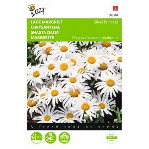 Buzzy® Chrysanthemum, Lage Margriet Silver Princess - afbeelding 1
