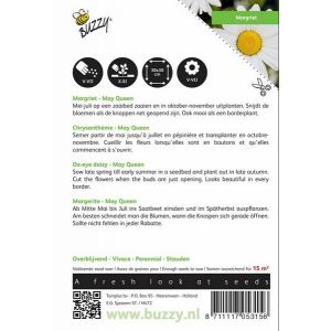 Buzzy® Chrysanthemum, Margriet May Queen - afbeelding 2