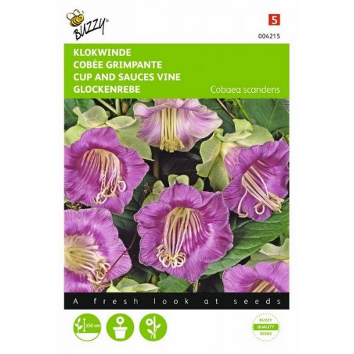 Buzzy® Cobaea, Klokwinde Violetblauw - afbeelding 1