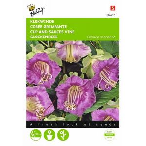 Buzzy® Cobaea, Klokwinde Violetblauw - afbeelding 1