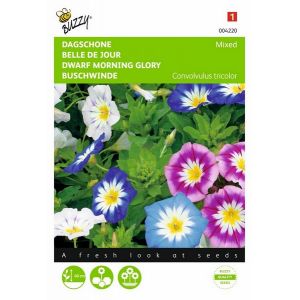 Buzzy® Convolvulus, Dagschone gemengd - afbeelding 1