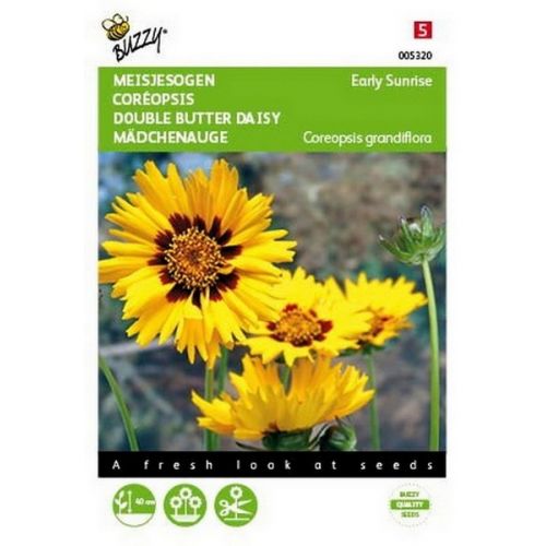 Buzzy® Coreopsis, Meisjesogen Early sunrise - afbeelding 1