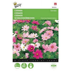 Buzzy® Cosmos, Cosmea Sonata gemengd - afbeelding 1