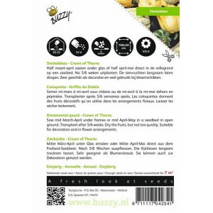 Buzzy® Cucurbita, Sierkalebas Crown of Thorns - afbeelding 2