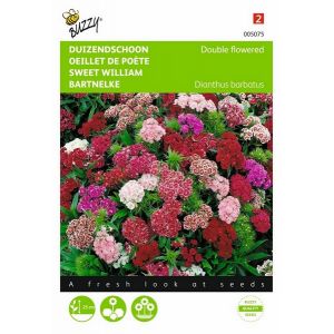 Buzzy® Dianthus, Duizendschoon dubbelbloemig gemengd - afbeelding 1