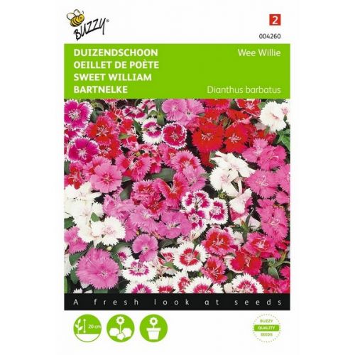Buzzy® Dianthus, Duizendschoon Wee Willie gemengd - afbeelding 1