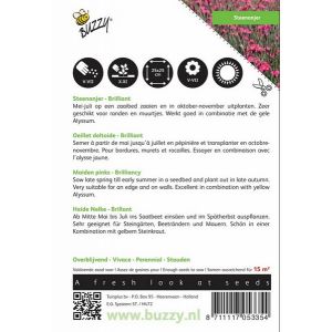 Buzzy® Dianthus, Steenanjer Brilliant - afbeelding 2