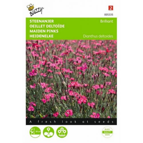 Buzzy® Dianthus, Steenanjer Brilliant - afbeelding 1