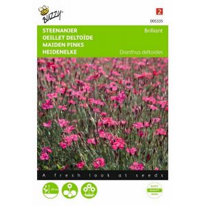 Buzzy® Dianthus, Steenanjer Brilliant - afbeelding 1