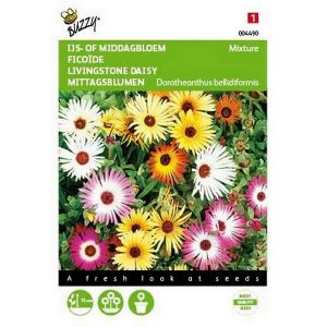 Buzzy® Dorotheanthus, IJsbloem kleurenmengsel - afbeelding 1