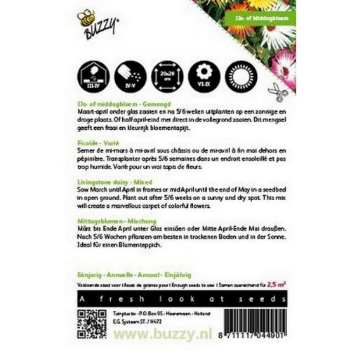 Buzzy® Dorotheanthus, IJsbloem kleurenmengsel - afbeelding 2