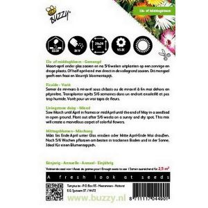 Buzzy® Dorotheanthus, IJsbloem kleurenmengsel - afbeelding 2