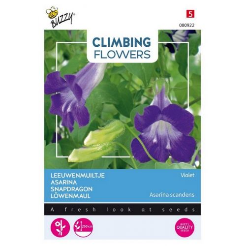 Buzzy® Flowering Climbers Asarina Violet - afbeelding 1