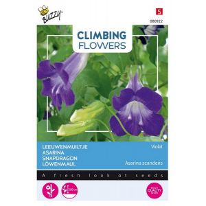 Buzzy® Flowering Climbers Asarina Violet - afbeelding 1
