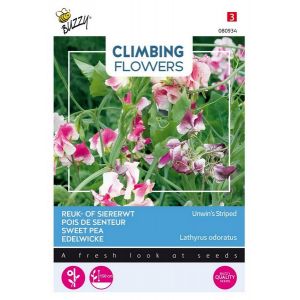 Buzzy® Flowering Climbers Lathyrus Unwin's Striped - afbeelding 1