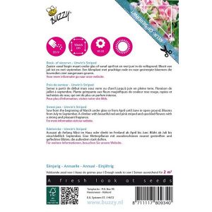 Buzzy® Flowering Climbers Lathyrus Unwin's Striped - afbeelding 2