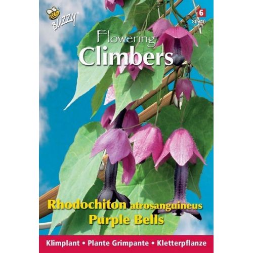 Buzzy® Flowering Climbers Rhodochiton Purple Bells - afbeelding 1