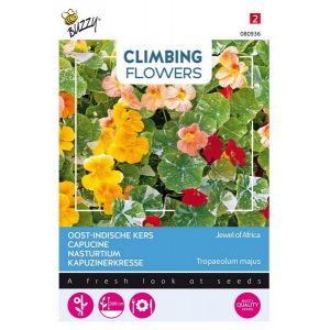 Buzzy® Flowering Climbers Tropaeolum Jewel of Africa - afbeelding 1