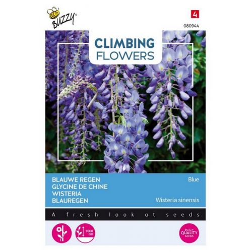 Buzzy® Flowering Climbers Wisteria Blauw - afbeelding 1