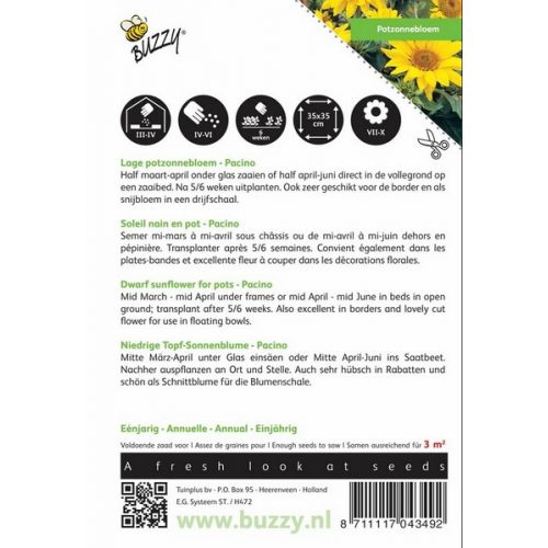 Buzzy® Helianthus, lage Potzonnebloem Pacino - afbeelding 2