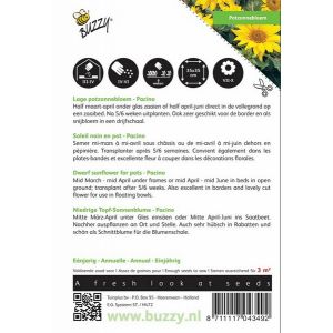 Buzzy® Helianthus, lage Potzonnebloem Pacino - afbeelding 2