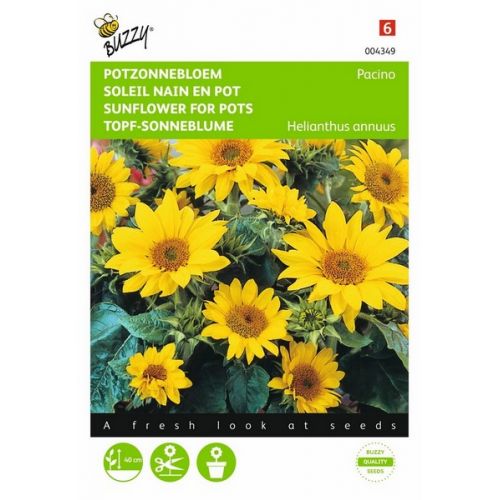 Buzzy® Helianthus, lage Potzonnebloem Pacino - afbeelding 1