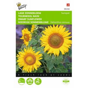 Buzzy® Helianthus, lage zonnebloem Sunspot geel - afbeelding 1