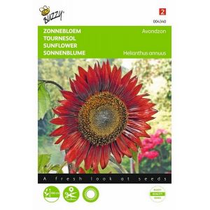 Buzzy® Helianthus, Zonnebloem Avondzon - afbeelding 1