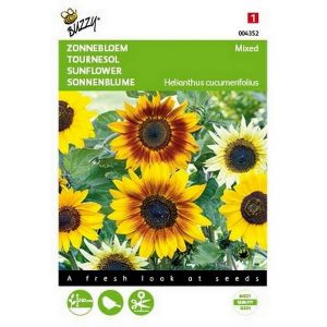 Buzzy® Helianthus, Zonnebloem gemengd - afbeelding 1