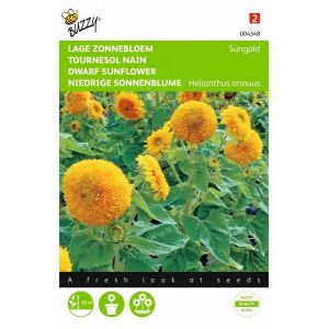 Buzzy® Helianthus, Zonnebloem Sungold dubbelbloemig laag - afbeelding 1