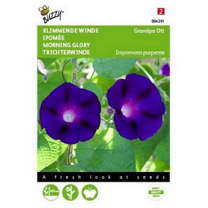 Buzzy® Ipomoea, Klimmende winde Grandpa Ott - afbeelding 1