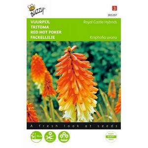 Buzzy® Kniphofia, Vuurpijl Royal Castle Hybrids - afbeelding 1