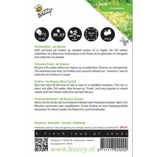 Buzzy® Krulandijvie de Meaux - afbeelding 2