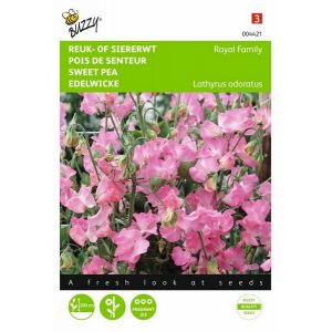 Buzzy® Lathyrus, Reuk- of siererwt Royal Family roze - afbeelding 1